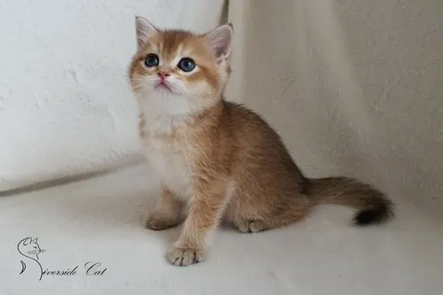 Brit macska - Black Golden Ticked Tabby színnel