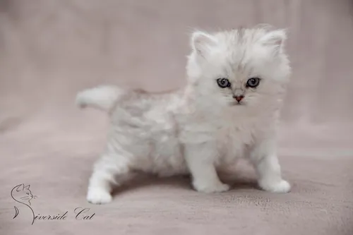 Brit macska - Black Silver Shaded színnel