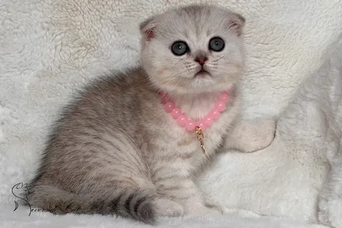 Skót lógófülű macska - Black Silver Shaded színnel