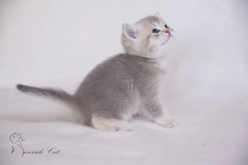 Brit macska - Blue Golden Shaded színnel