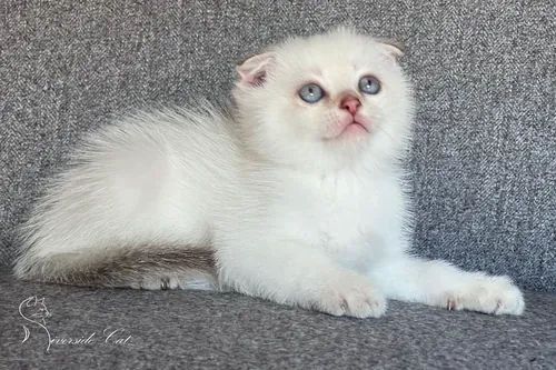 Skót lógófülű macska - Chocolate Golden Ticked Tabby Point színnel