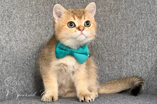 Skót állófülű macska - Black Golden Shaded színnel