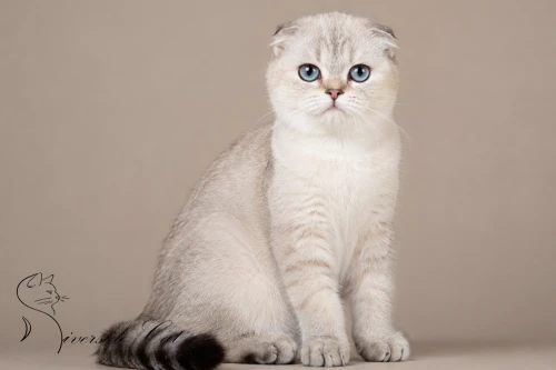 Skót lógófülű macska - Black Golden Tabby Point színnel
