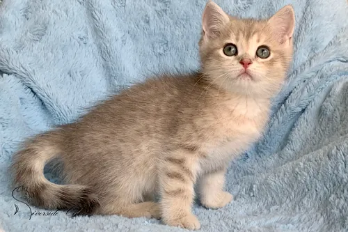 Brit macska - Blue Golden Shaded színnel