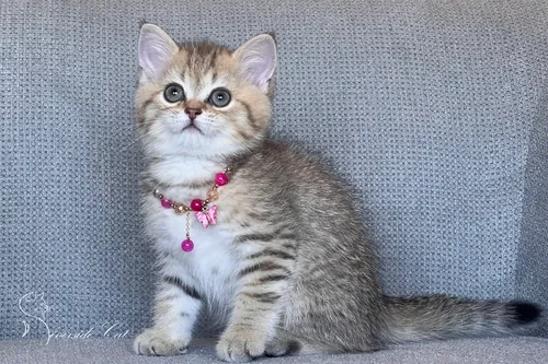 Brit macska - Black Golden Mackerel Tabby színnel