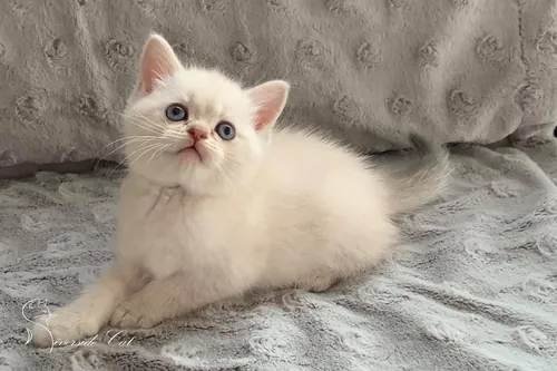 Brit macska - Blue Golden Shaded Point színnel