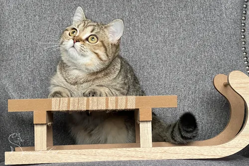 Skót állófülű macska - Black Golden Spotted Tabby színnel