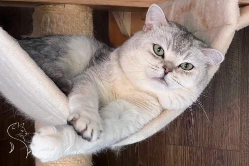 Brit macska - Black Silver Shaded színnel