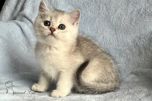 Brit macska - Black Silver Shaded színnel