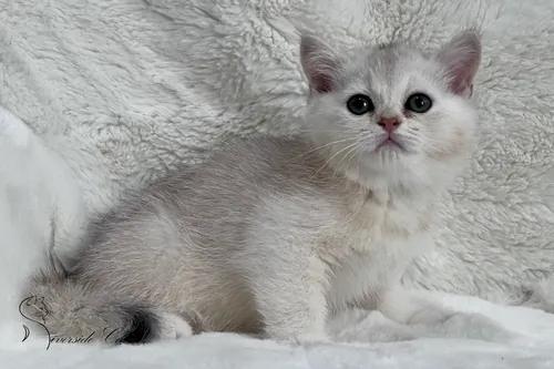 Brit macska - Black Silver Shaded színnel