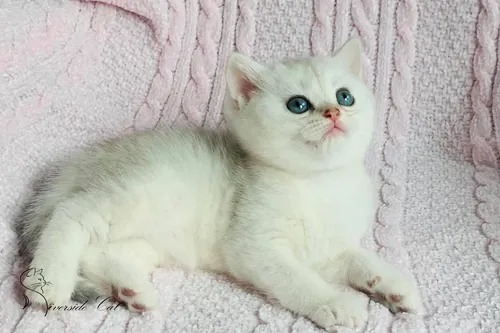 Brit macska - Blue Silver Shaded színnel