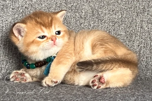 Skót állófülű macska - Chocolate Golden Shaded színnel