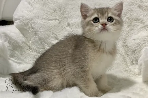 Brit macska - Blue Golden Shaded színnel