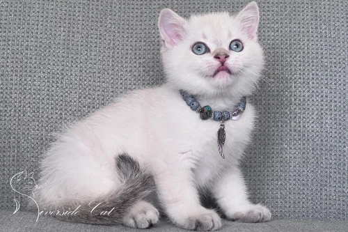 Skót állófülű macska - Chocolate Golden Tabby Point színnel