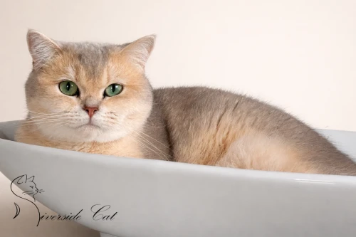 Skót állófülű macska - Blue Golden Shaded színnel