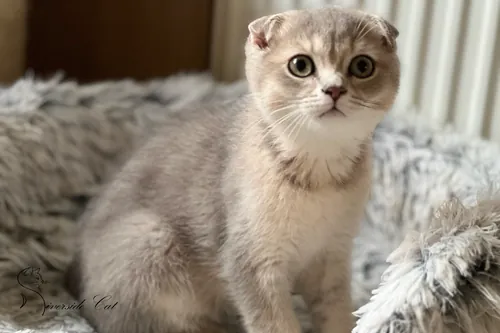 Skót lógófülű macska - Blue Golden Shaded színnel