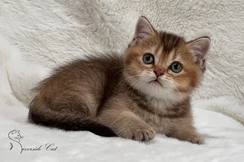 Skót állófülű macska - Chocolate Ticked Tabby színnel