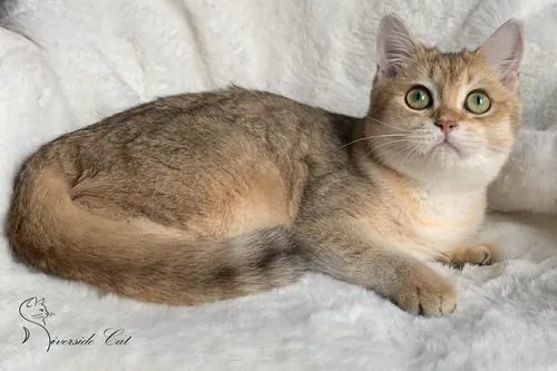 Skót állófülű macska - Black Golden Shaded színnel