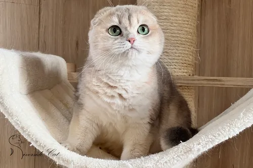 Skót lógófülű macska - Blue Golden Shaded színnel