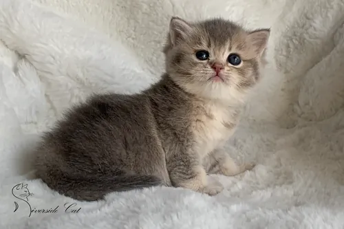 Brit macska - Blue Golden Shaded színnel