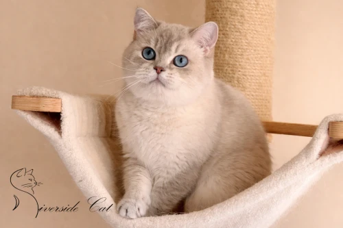 Brit rövidszőrű macska - Blue Golden Tabby Point színnel