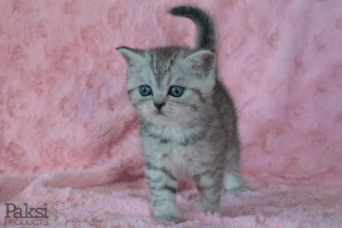 Skót állófülű macska - Black Silver Mackerel Tabby színnel