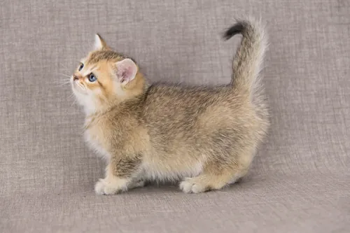 Brit macska - Black Golden Ticked Tabby színnel