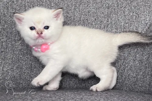 Skót állófülű macska - Black Golden Tabby Point színnel