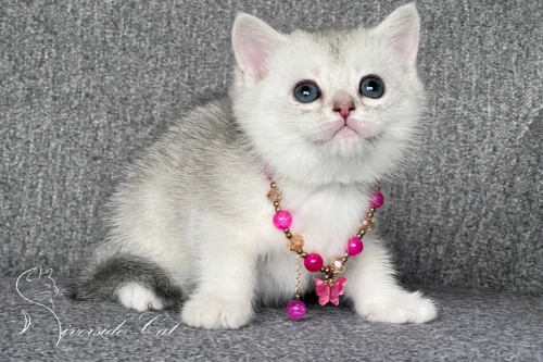 Brit rövidszőrű macska - Blue Silver Shaded színnel