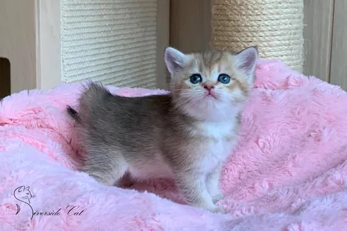 Brit macska - Black Golden Shaded színnel