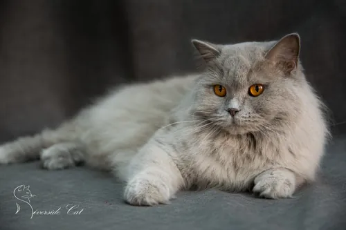 Brit macska - Lilac színnel