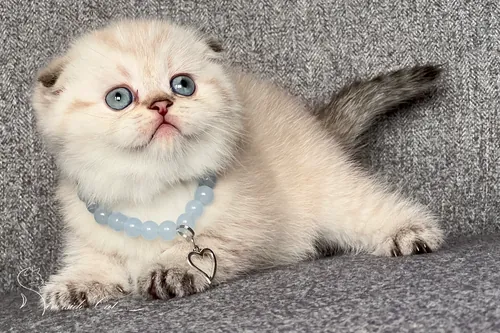 Skót lógófülű macska - Black Golden Tabby Point színnel